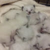 catsdogs527